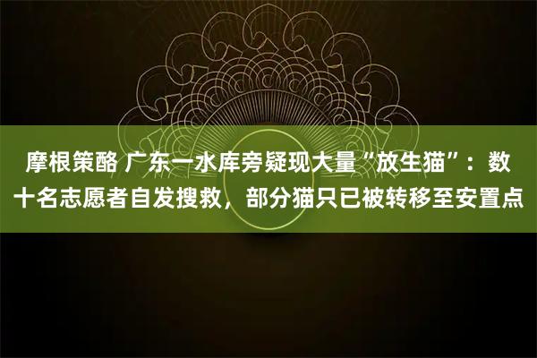 摩根策酪 广东一水库旁疑现大量“放生猫”：数十名志愿者自发搜救，部分猫只已被转移至安置点